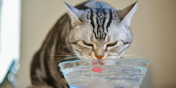 Stock market is like a cat drinking water – confused ?